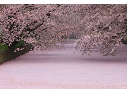 桜の名所を紹介するトピ