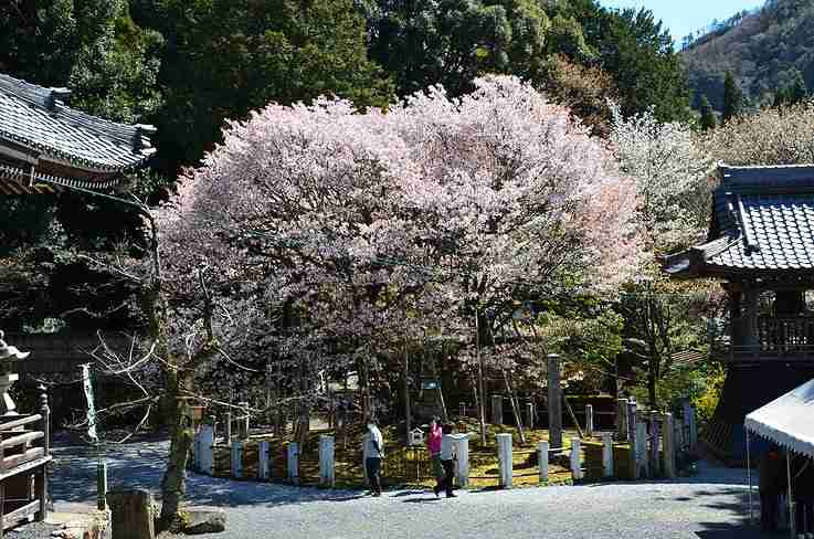 桜の名所を紹介するトピ