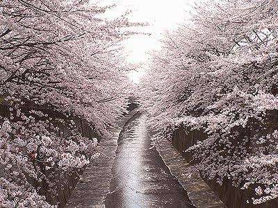 桜の名所を紹介するトピ