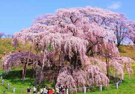 桜の名所を紹介するトピ