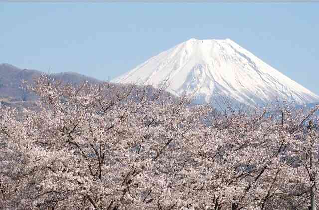 桜の名所を紹介するトピ