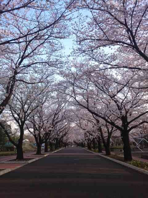桜の名所を紹介するトピ