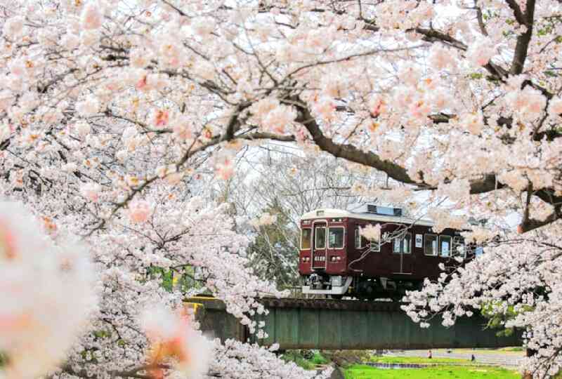 桜の名所を紹介するトピ
