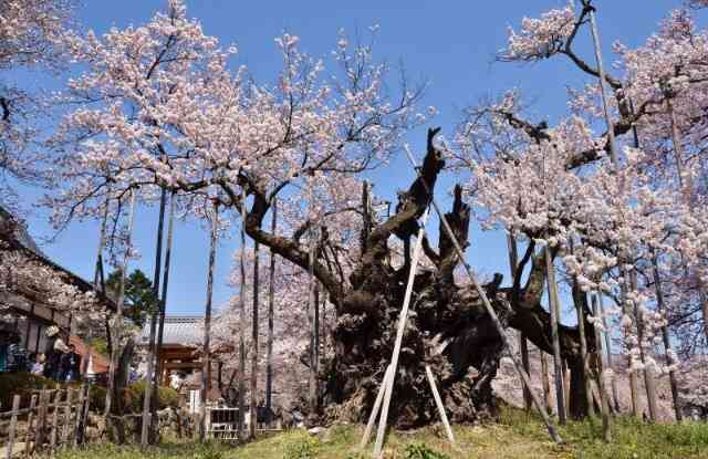 桜の名所を紹介するトピ