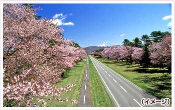 桜の名所を紹介するトピ