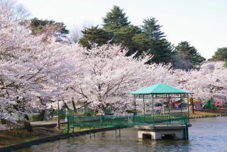 桜の名所を紹介するトピ