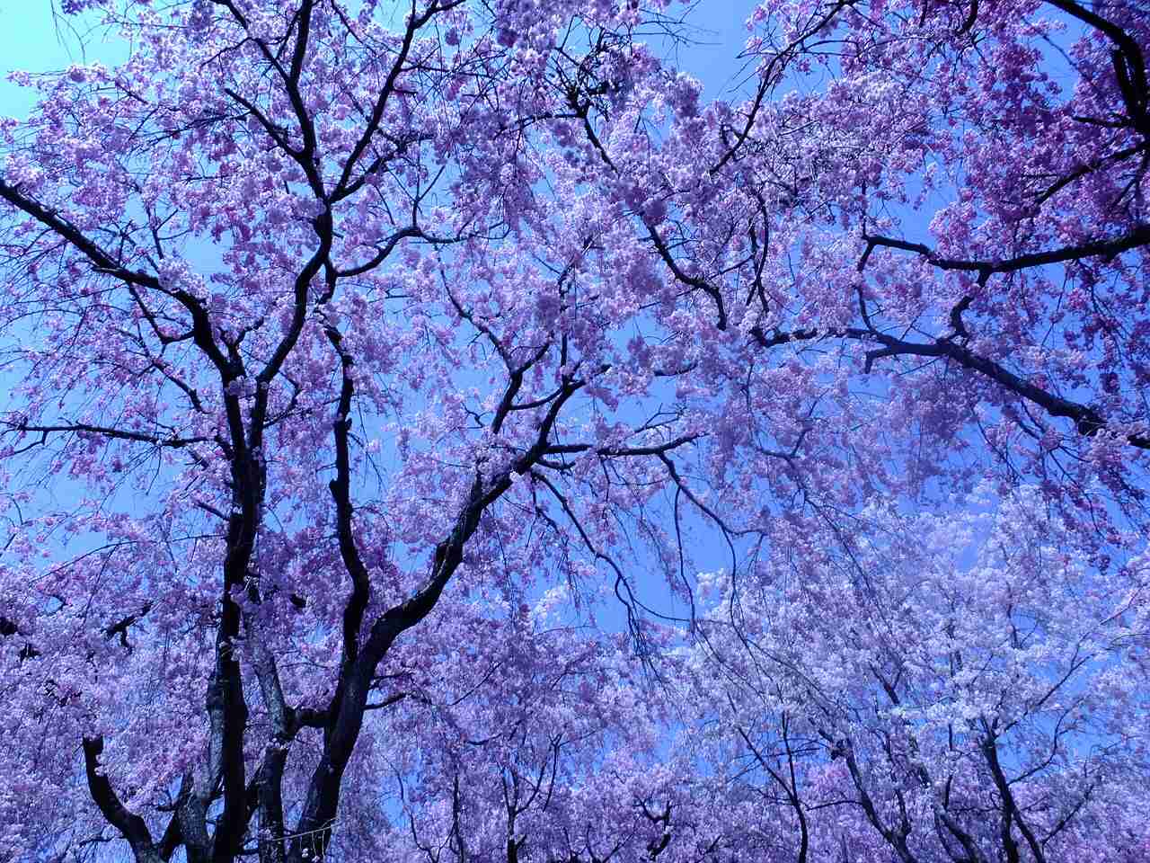 桜の名所を紹介するトピ