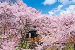 桜の名所を紹介するトピ