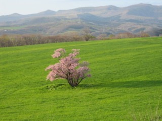 桜の名所を紹介するトピ