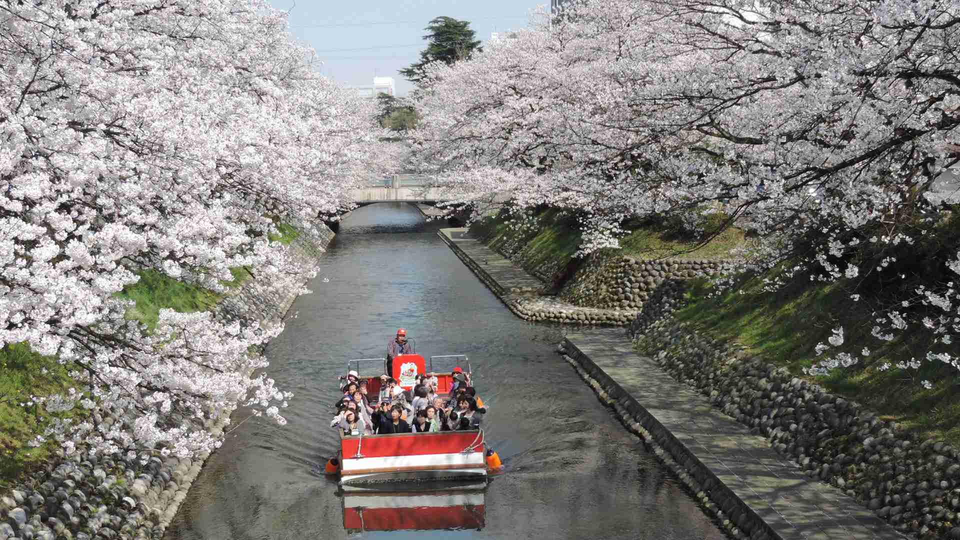 桜の名所を紹介するトピ