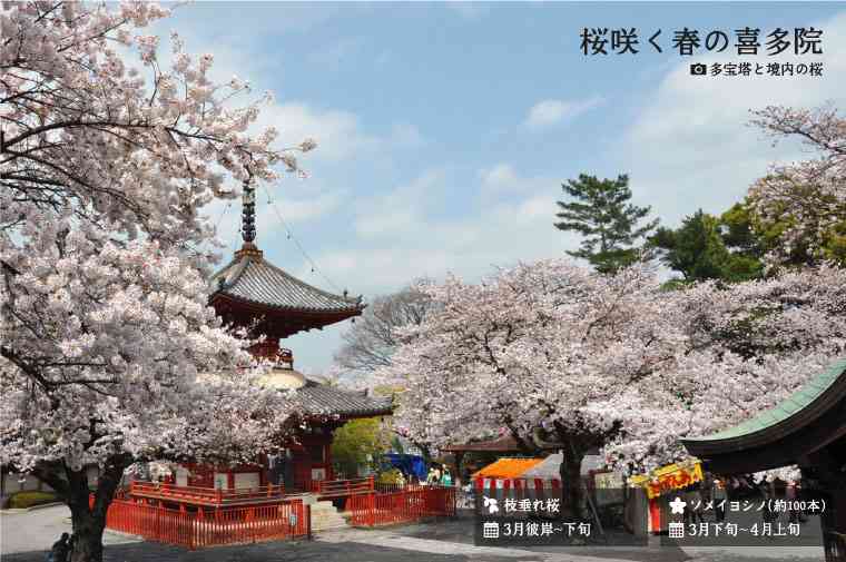 桜の名所を紹介するトピ