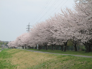 桜の名所を紹介するトピ