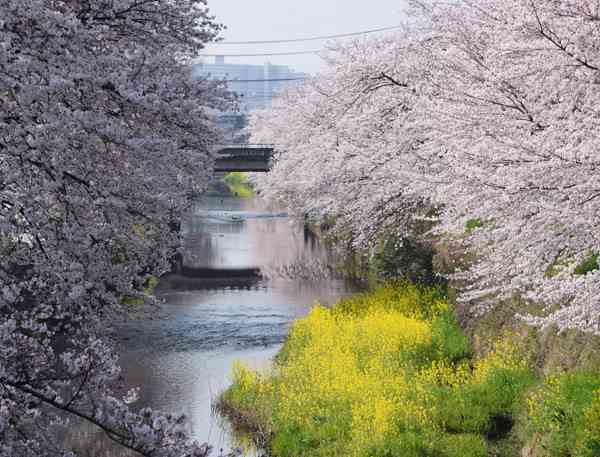 桜の名所を紹介するトピ