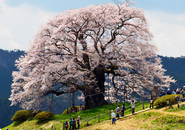 桜の名所を紹介するトピ