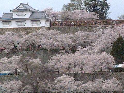 桜の名所を紹介するトピ