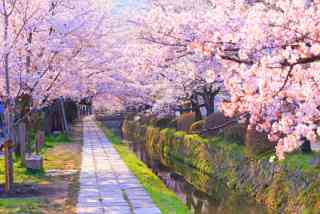 桜の名所を紹介するトピ