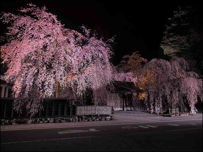 桜の名所を紹介するトピ