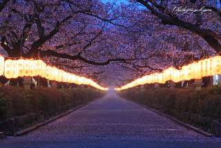 桜の名所を紹介するトピ