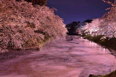 桜の名所を紹介するトピ