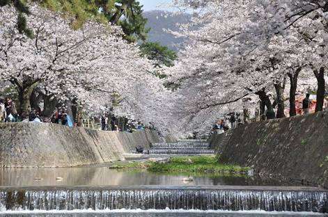 桜の名所を紹介するトピ
