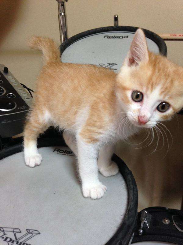 犬・猫の譲渡会案内