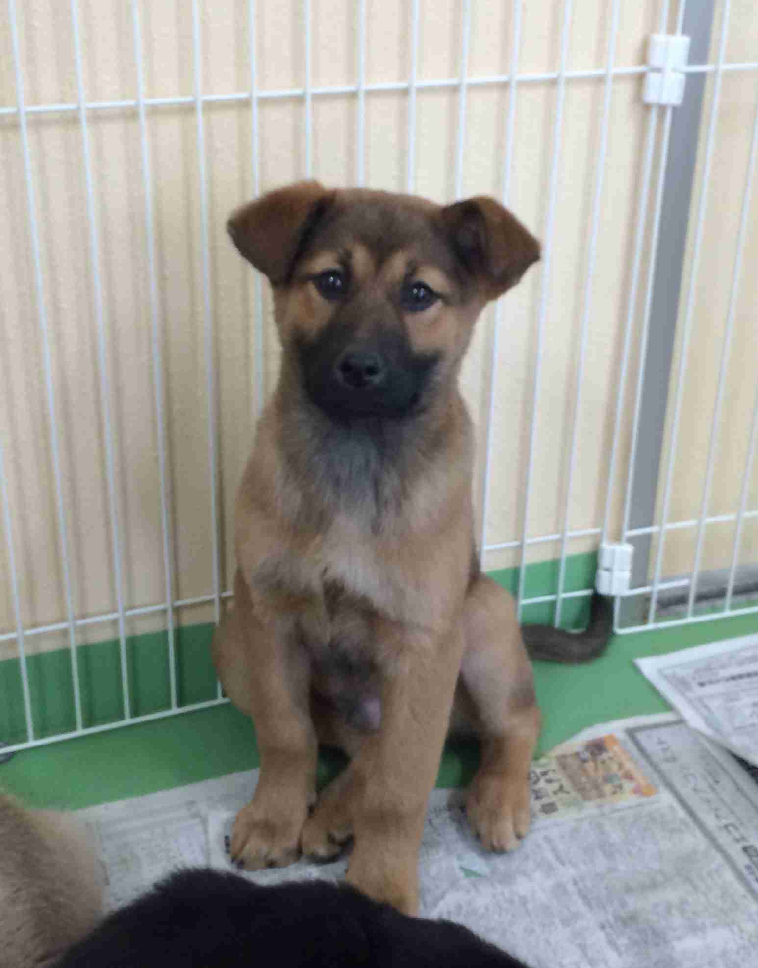 犬・猫の譲渡会案内