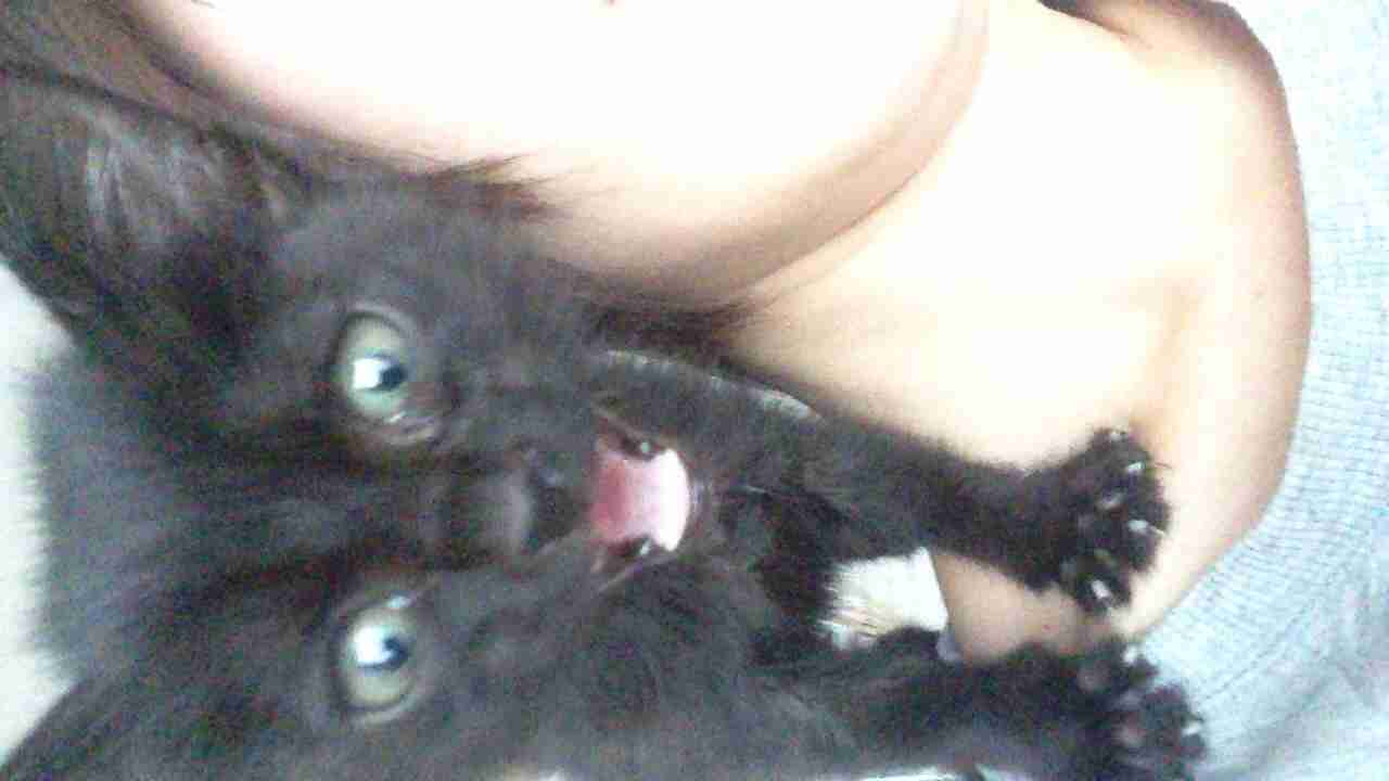 犬・猫の譲渡会案内