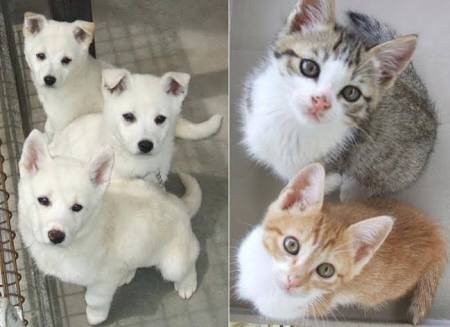 犬・猫の譲渡会案内