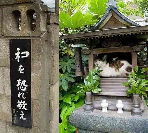 ちょっと変わった場所にいる動物の画像を貼るトピ