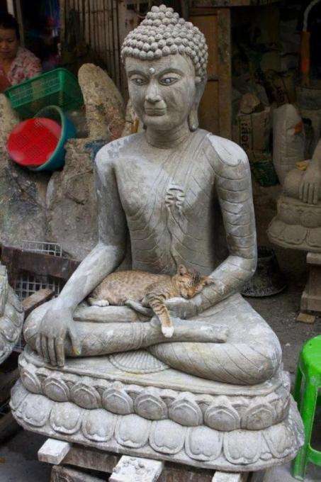 ちょっと変わった場所にいる動物の画像を貼るトピ