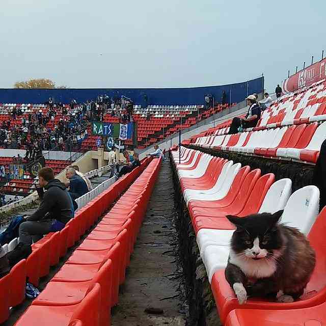 ちょっと変わった場所にいる動物の画像を貼るトピ