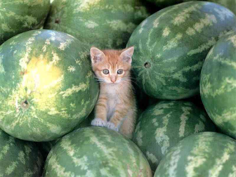 ちょっと変わった場所にいる動物の画像を貼るトピ