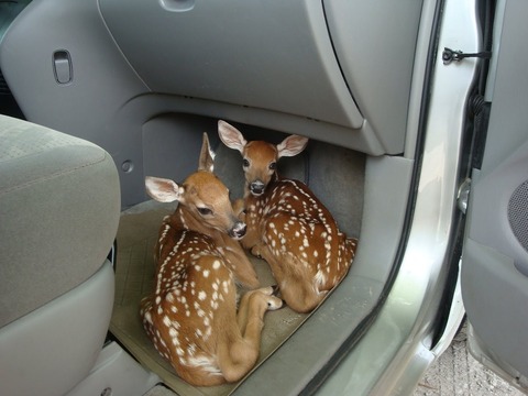 ちょっと変わった場所にいる動物の画像を貼るトピ