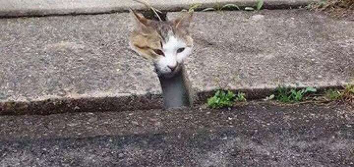 ちょっと変わった場所にいる動物の画像を貼るトピ