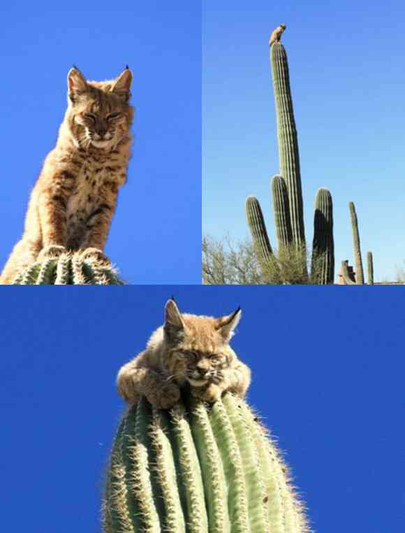 ちょっと変わった場所にいる動物の画像を貼るトピ