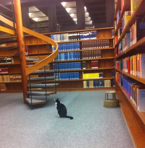 ちょっと変わった場所にいる動物の画像を貼るトピ