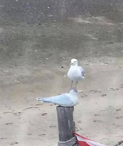 ちょっと変わった場所にいる動物の画像を貼るトピ