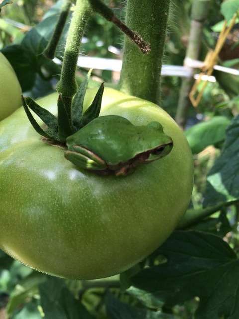 ちょっと変わった場所にいる動物の画像を貼るトピ