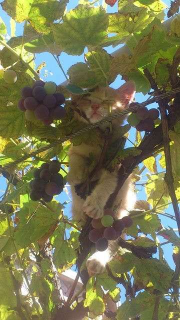 ちょっと変わった場所にいる動物の画像を貼るトピ