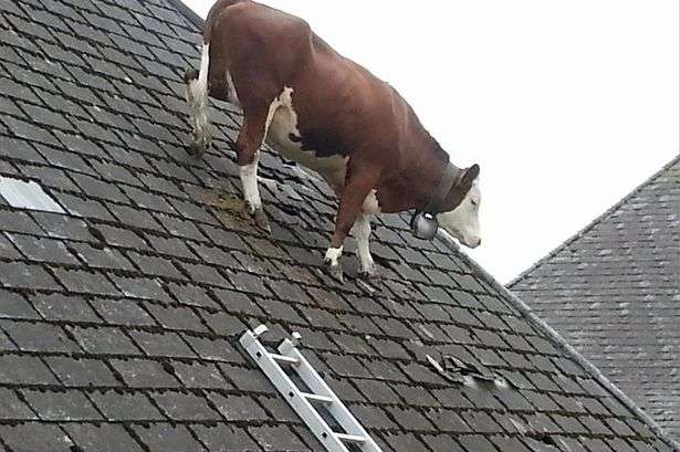 ちょっと変わった場所にいる動物の画像を貼るトピ