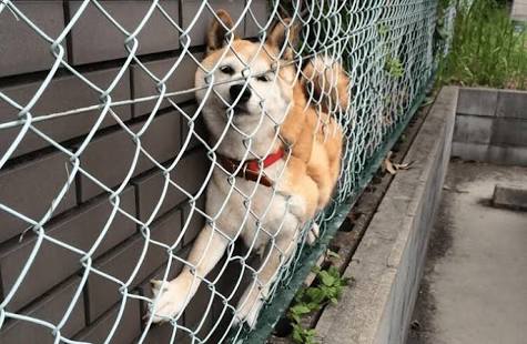 ちょっと変わった場所にいる動物の画像を貼るトピ