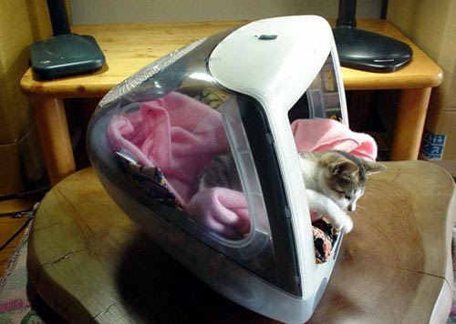 ちょっと変わった場所にいる動物の画像を貼るトピ