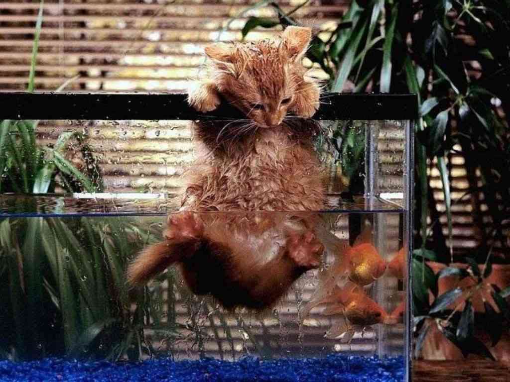 ちょっと変わった場所にいる動物の画像を貼るトピ
