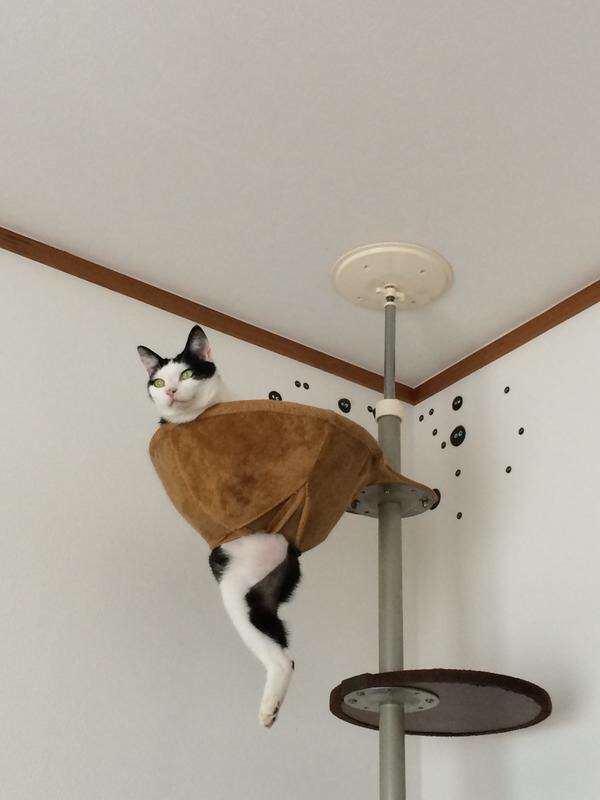 ちょっと変わった場所にいる動物の画像を貼るトピ