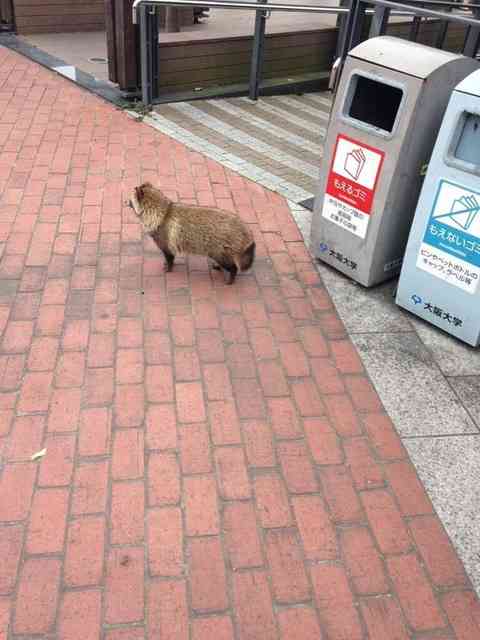 ちょっと変わった場所にいる動物の画像を貼るトピ