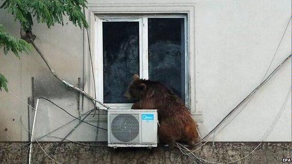ちょっと変わった場所にいる動物の画像を貼るトピ