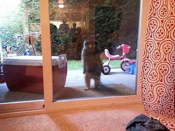 ちょっと変わった場所にいる動物の画像を貼るトピ