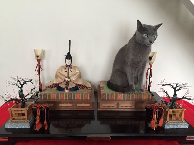 ちょっと変わった場所にいる動物の画像を貼るトピ