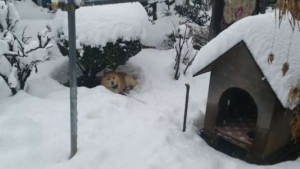 ちょっと変わった場所にいる動物の画像を貼るトピ