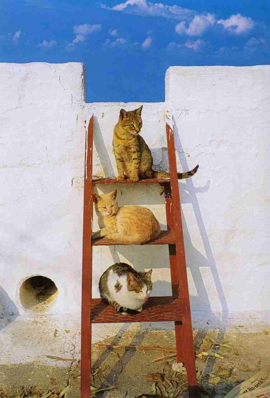 ちょっと変わった場所にいる動物の画像を貼るトピ